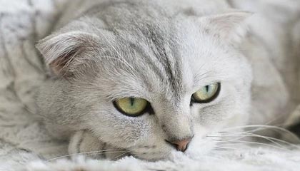 世界杯手机观看-前国安外援不后悔赴中超踢球:去中国踢球是个惊喜